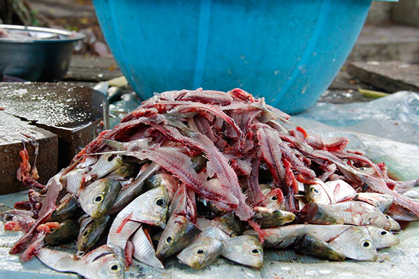 Fish-Heads