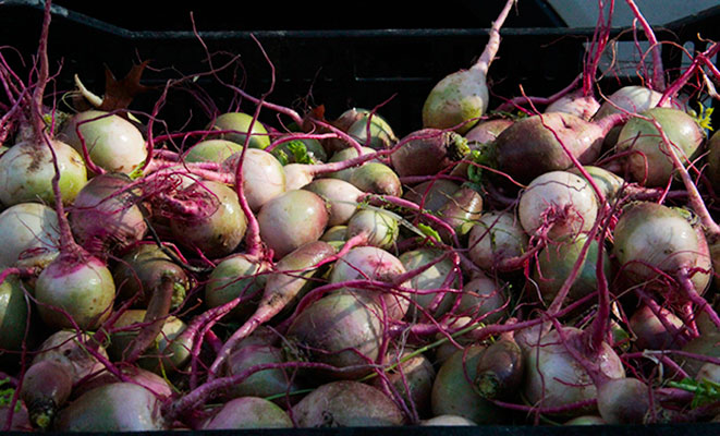 watermelon-radish